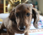 Small Photo #3 Dachshund Puppy For Sale in MARATHON, NY, USA