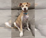 Small #6 Whippet Mix