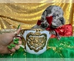 Small Photo #13 French Bulldog Puppy For Sale in HAYWARD, CA, USA