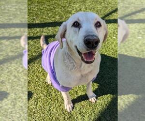 Labrador Retriever Dogs for adoption in Downey, CA, USA