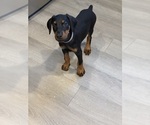 Small #36 Doberman Pinscher