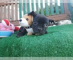 Small Photo #5 French Bulldog Puppy For Sale in SANTA CLARITA, CA, USA
