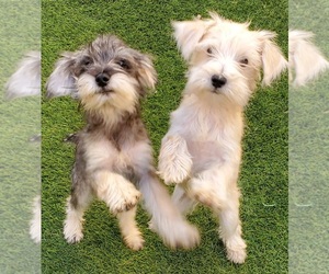 Schnauzer (Miniature) Dog for Adoption in LAS VEGAS, Nevada USA