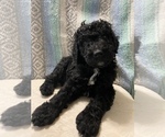 Small Photo #8 Goldendoodle Puppy For Sale in DENVER, NC, USA