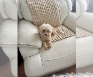 Poodle (Toy) Puppy for sale in ROCHESTER, NY, USA