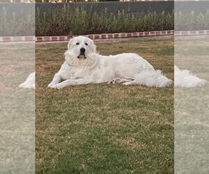 Great Pyrenees Dogs for adoption in Menifee, CA, USA