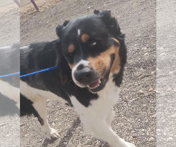 Medium Photo #5 Australian Shepherd-Unknown Mix Puppy For Sale in Grafton, WI, USA