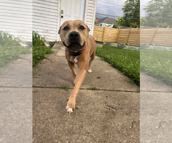 Medium Photo #2 American Pit Bull Terrier-Unknown Mix Puppy For Sale in Germantown, OH, USA
