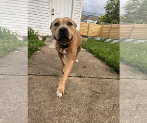 Beige - Female American Pit Bull Terrier-Unknown Mix Dog for Adoption - Photo #2