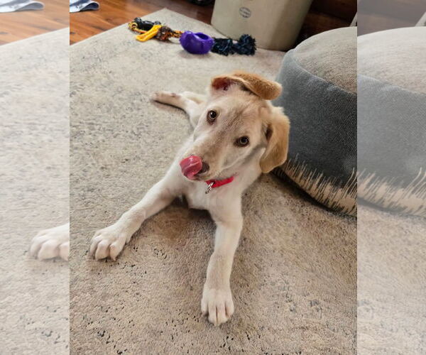 Medium Photo #2 Mutt Puppy For Sale in New London, WI, USA