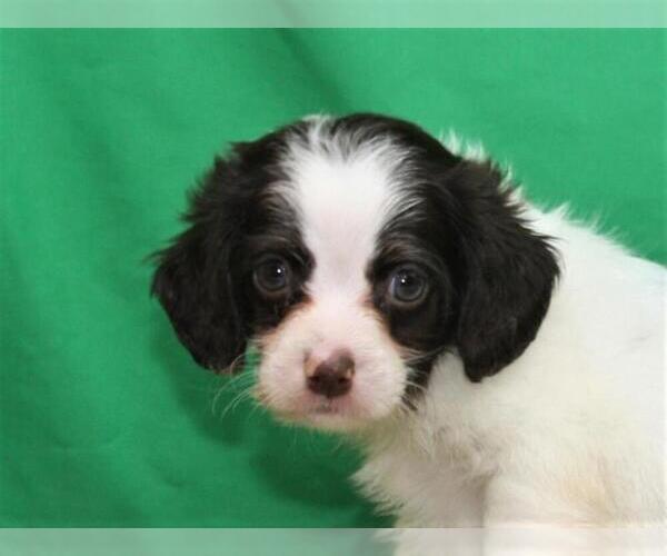 Medium Photo #1 Cockapoo Puppy For Sale in SHAWNEE, OK, USA