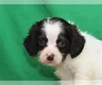 Small Photo #1 Cockapoo Puppy For Sale in SHAWNEE, OK, USA