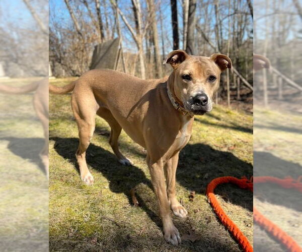 Medium Photo #13 Labrador Retriever-Unknown Mix Puppy For Sale in Rockaway, NJ, USA