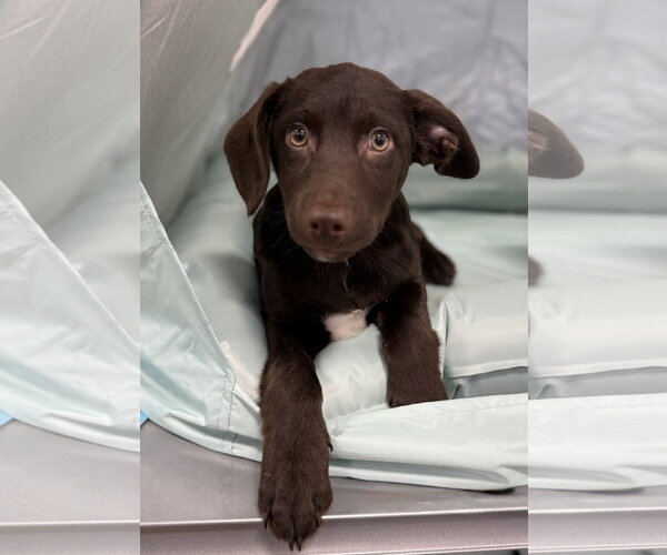 Medium Photo #2 Dachsador Puppy For Sale in Oakhurst, NJ, USA
