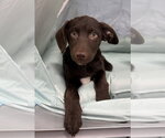 Small #1 Dachsador