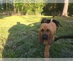 Puppy Pettitte Bloodhound