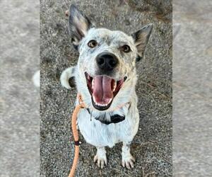 Australian Cattle Dog Dogs for adoption in Woodland, CA, USA