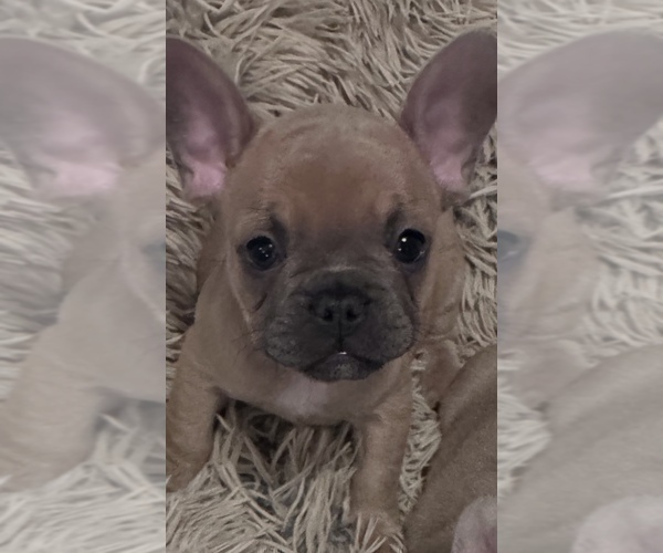 Medium Photo #1 French Bulldog Puppy For Sale in NORTH VERNON, IN, USA