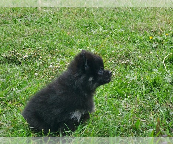 Medium Photo #16 Pomeranian Puppy For Sale in KILLEEN, TX, USA