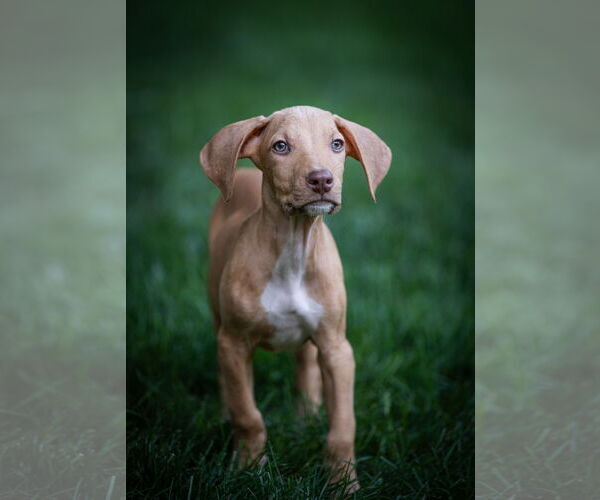 Medium Photo #2 Doberman Pinscher-Unknown Mix Puppy For Sale in Minneaoplis, MN, USA