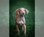 Small #1 Doberman Pinscher Mix