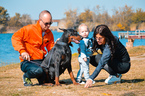 Small #5 Doberman Pinscher