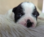 Small Photo #4 Boston Terrier Puppy For Sale in PECULIAR, MO, USA
