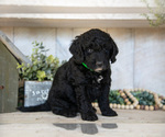 Small #1 Miniature Labradoodle
