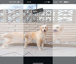 Small Photo #1 Golden Retriever Puppy For Sale in FRESNO, CA, USA