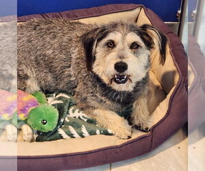 Mutt Dogs for adoption in Walnutport, PA, USA