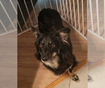 Small #1 Mutt