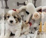 Small Photo #5 Aussiedoodle Miniature  Puppy For Sale in LEBANON, OR, USA