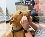 Small #1 Labrador Retriever-Rhodesian Ridgeback Mix