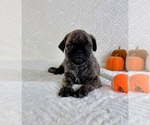 Small #3 Pug