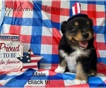 Puppy Puppy 2 Miniature Australian Shepherd