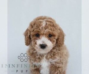 Poodle (Miniature) Puppy for Sale in DORNSIFE, Pennsylvania USA