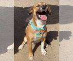 Small #7 Beagle Mix