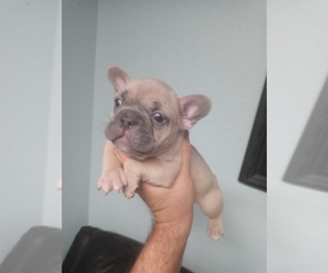 French Bulldog Puppy for sale in ADAMS CITY, CO, USA