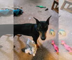 Small #2 Doberman Pinscher