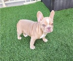 Small #4 French Bulldog