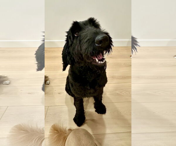 Medium Photo #3 Poodle (Standard) Puppy For Sale in Valrico, FL, USA