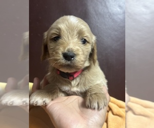 Goldendoodle Puppy for sale in SACRAMENTO, CA, USA