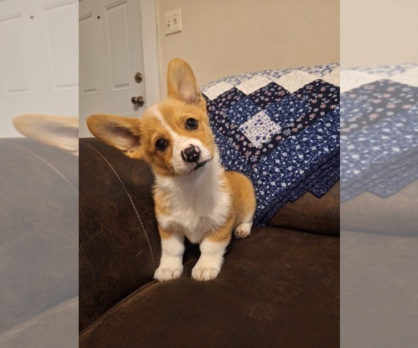 Medium Photo #5 Pembroke Welsh Corgi Puppy For Sale in SHILOH, OH, USA