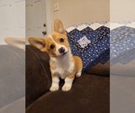 Small #4 Pembroke Welsh Corgi