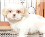 Small #3 Shih Tzu