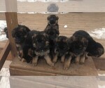 Small Photo #2 German Shepherd Dog Puppy For Sale in SOMERVILLE, OH, USA