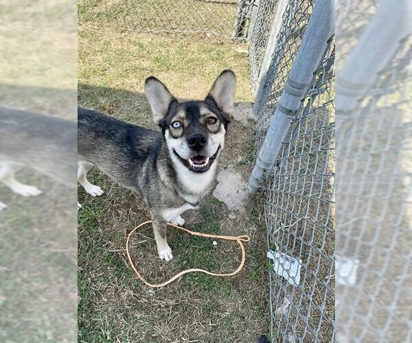 Medium Photo #2 German Shepherd Dog-Siberian Husky Mix Puppy For Sale in Pasadena, TX, USA
