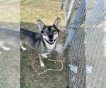 Small #1 German Shepherd Dog-Siberian Husky Mix