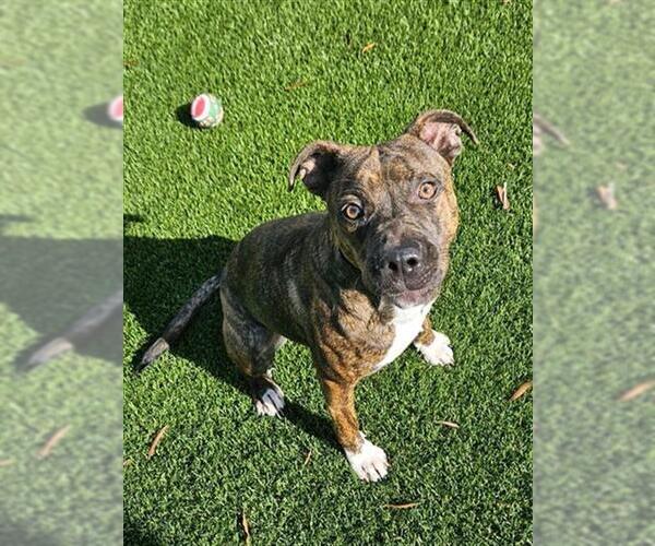 Medium Photo #2 Mutt Puppy For Sale in Baytown, TX, USA