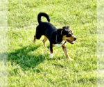 Small #8 Dachshund Mix